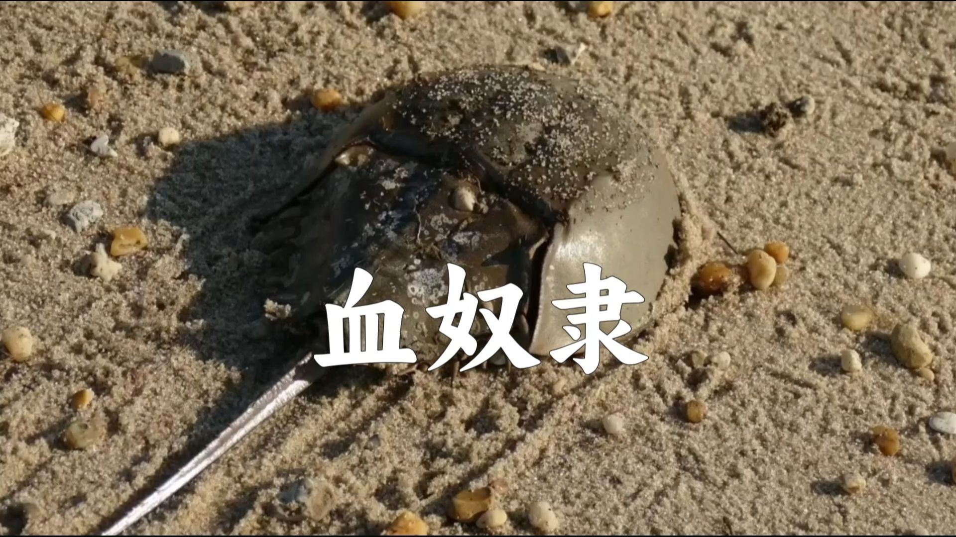 我保护了人类，却沦落为人类的血奴