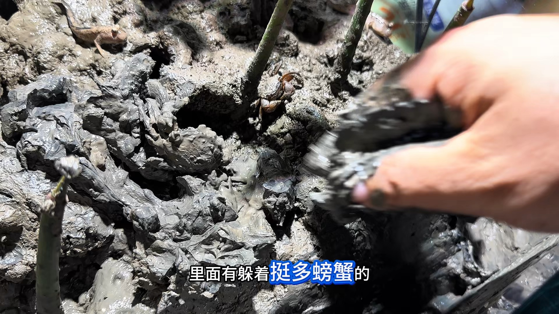 泥巴缸养青蟹第37天