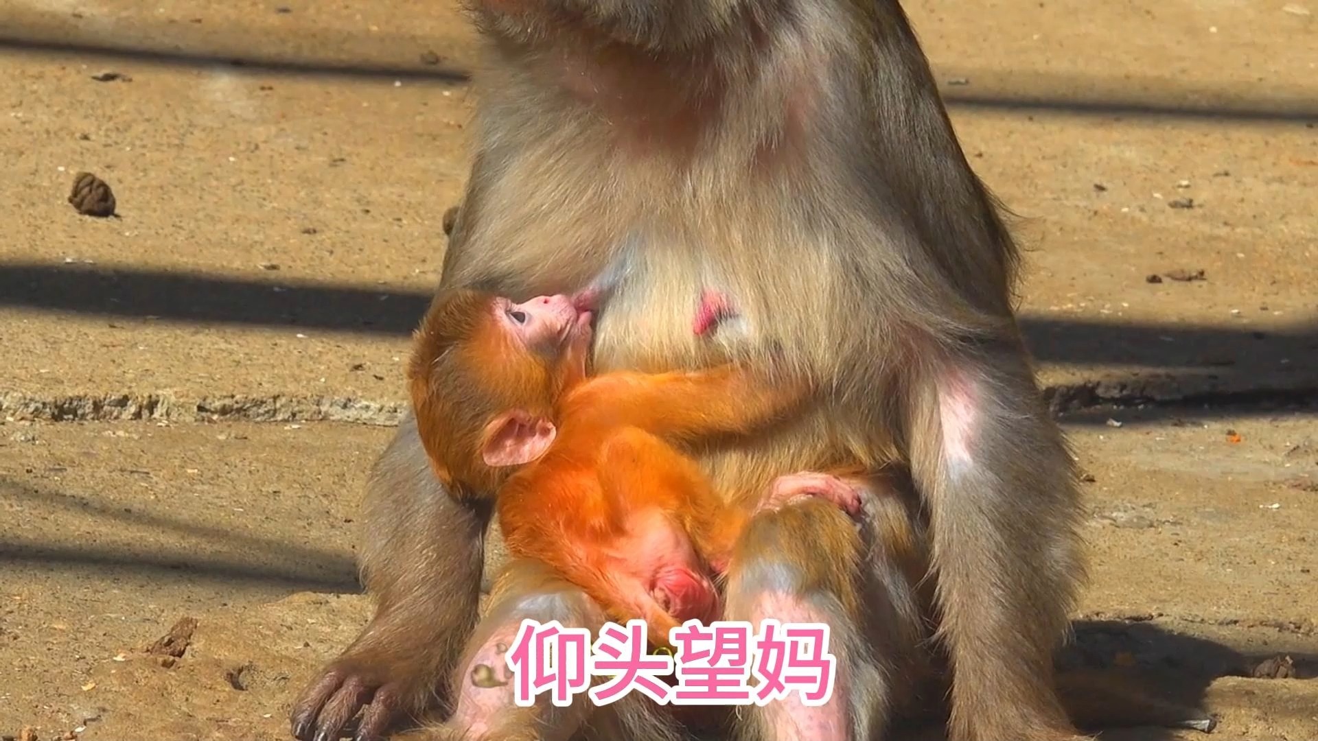 猴妈将猴宝宝揽在膝头，小家伙边吮吸着乳汁，边一眨不眨望着妈妈