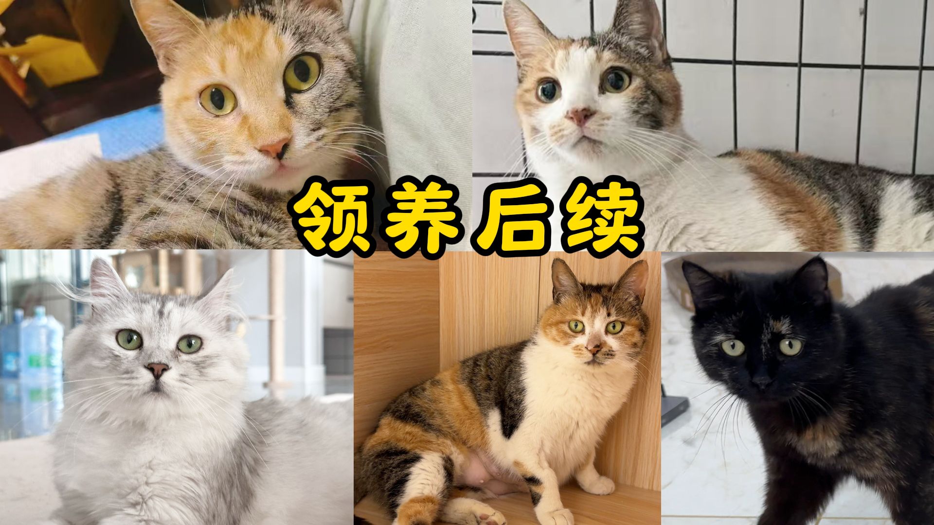 扑扑、小花、麻将、花花、瑁瑁领养后续