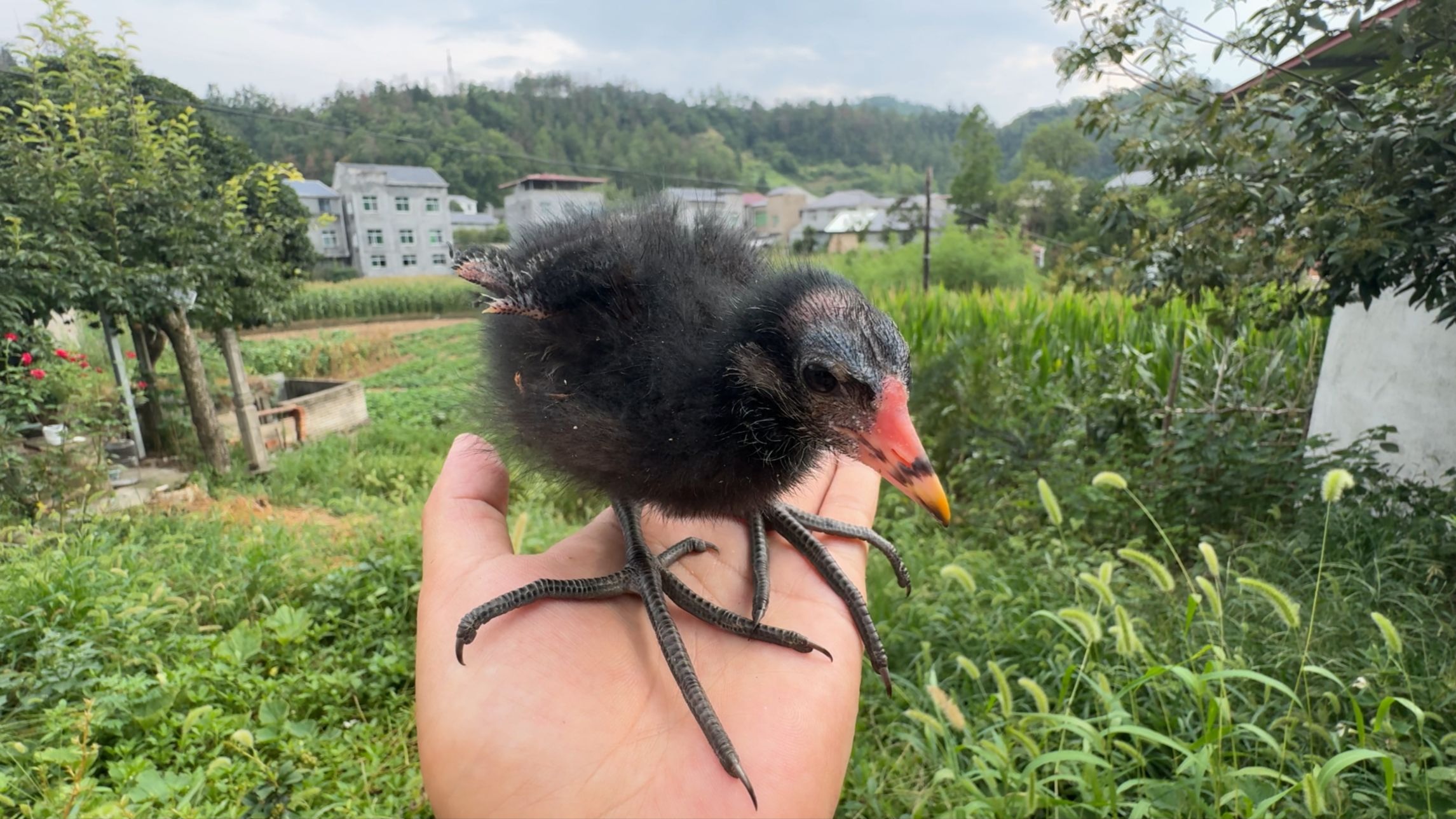 这家伙的爪子长的有点离谱