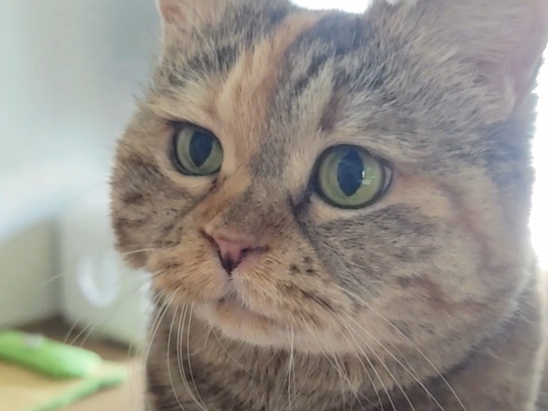 你不给我尝尝我怎么知道小猫不能吃！