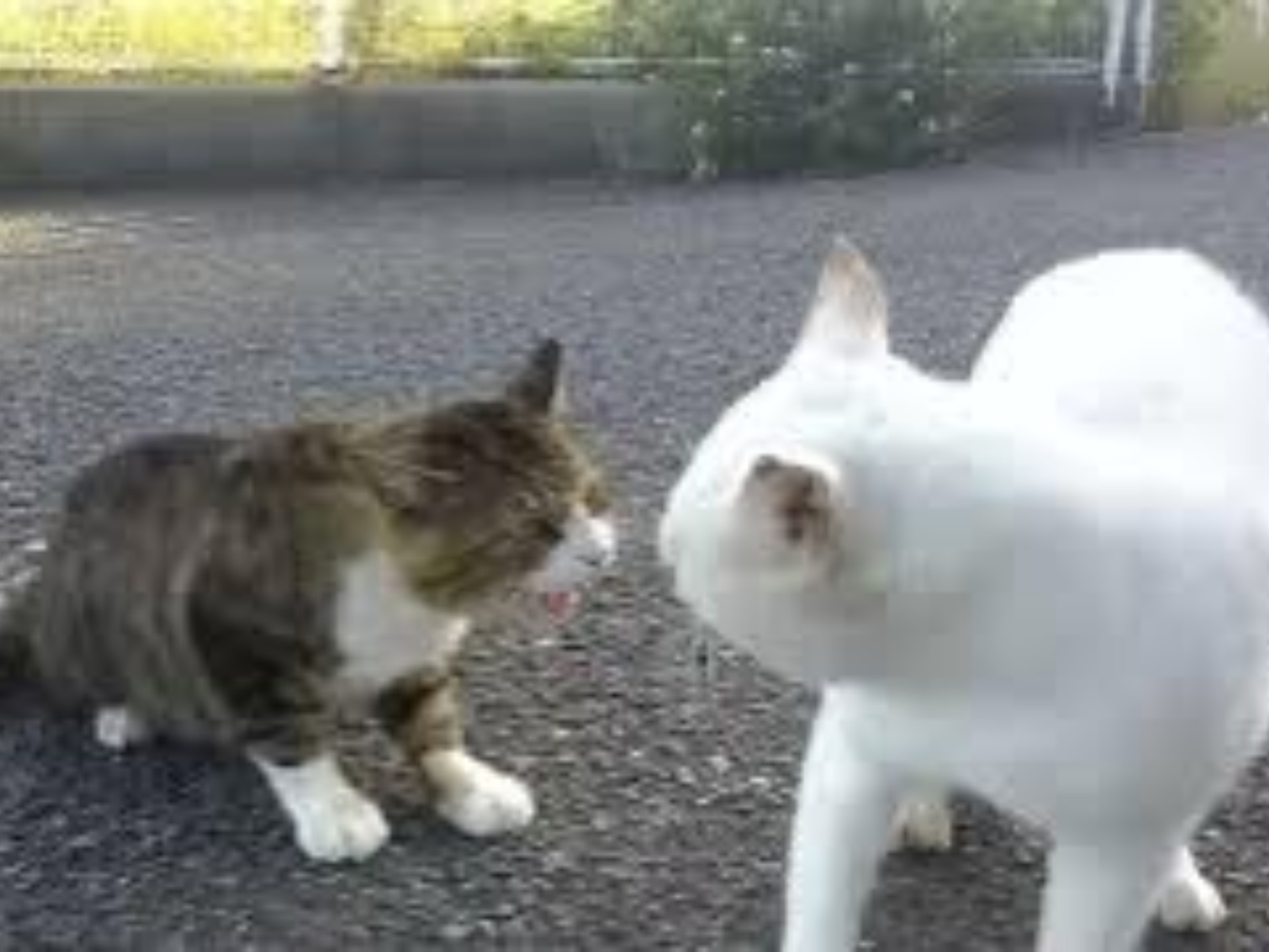 猫咪吵架也太好笑了吧！看得停不下来哈哈哈