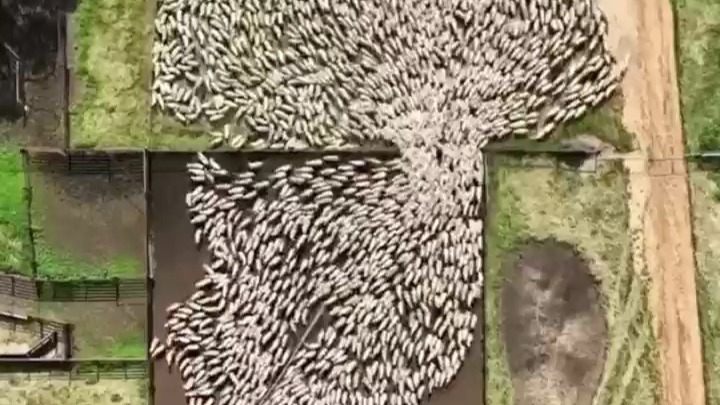 牧羊犬赶羊的震撼画面