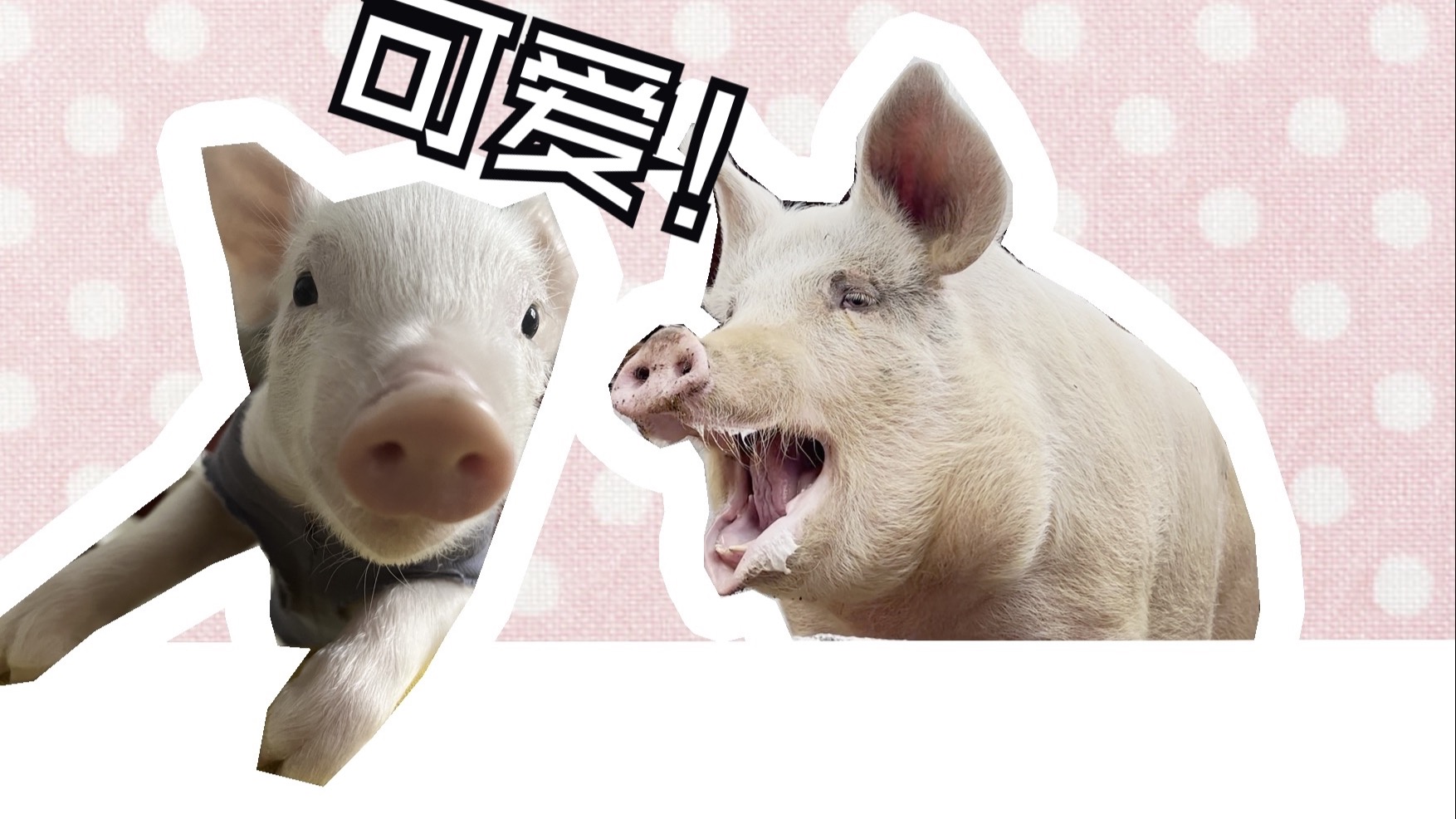 养一只猪最困难的是