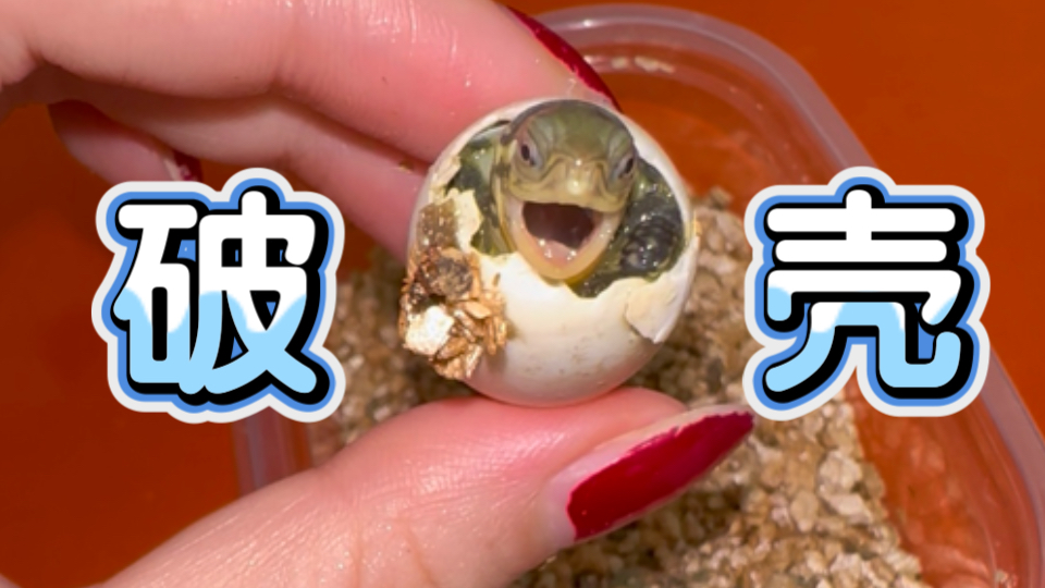 2025小青龟蛋孵化 | 小王八蛋总算出壳了