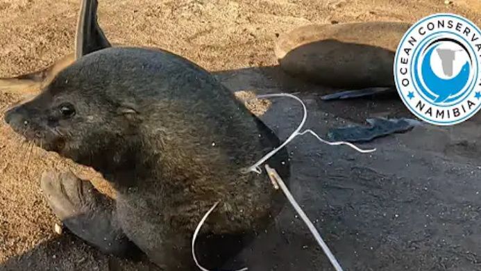 救援人员偷感十足？趁还没反应过来解救成功【纳米比亚海洋保护