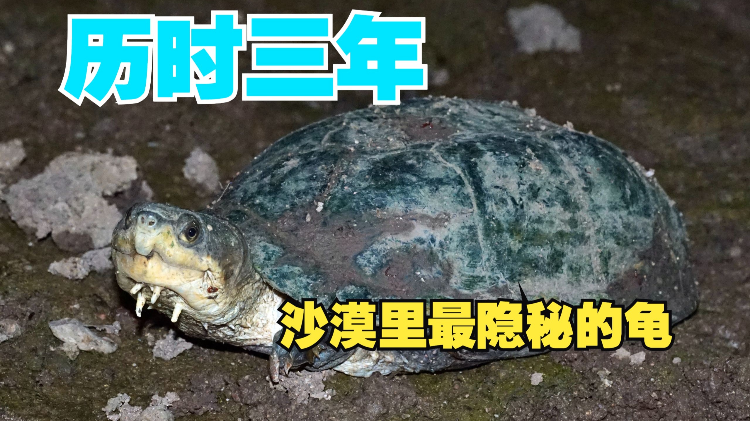 【全网首发】我可能是第一个在野外遇到这种龟的中国人