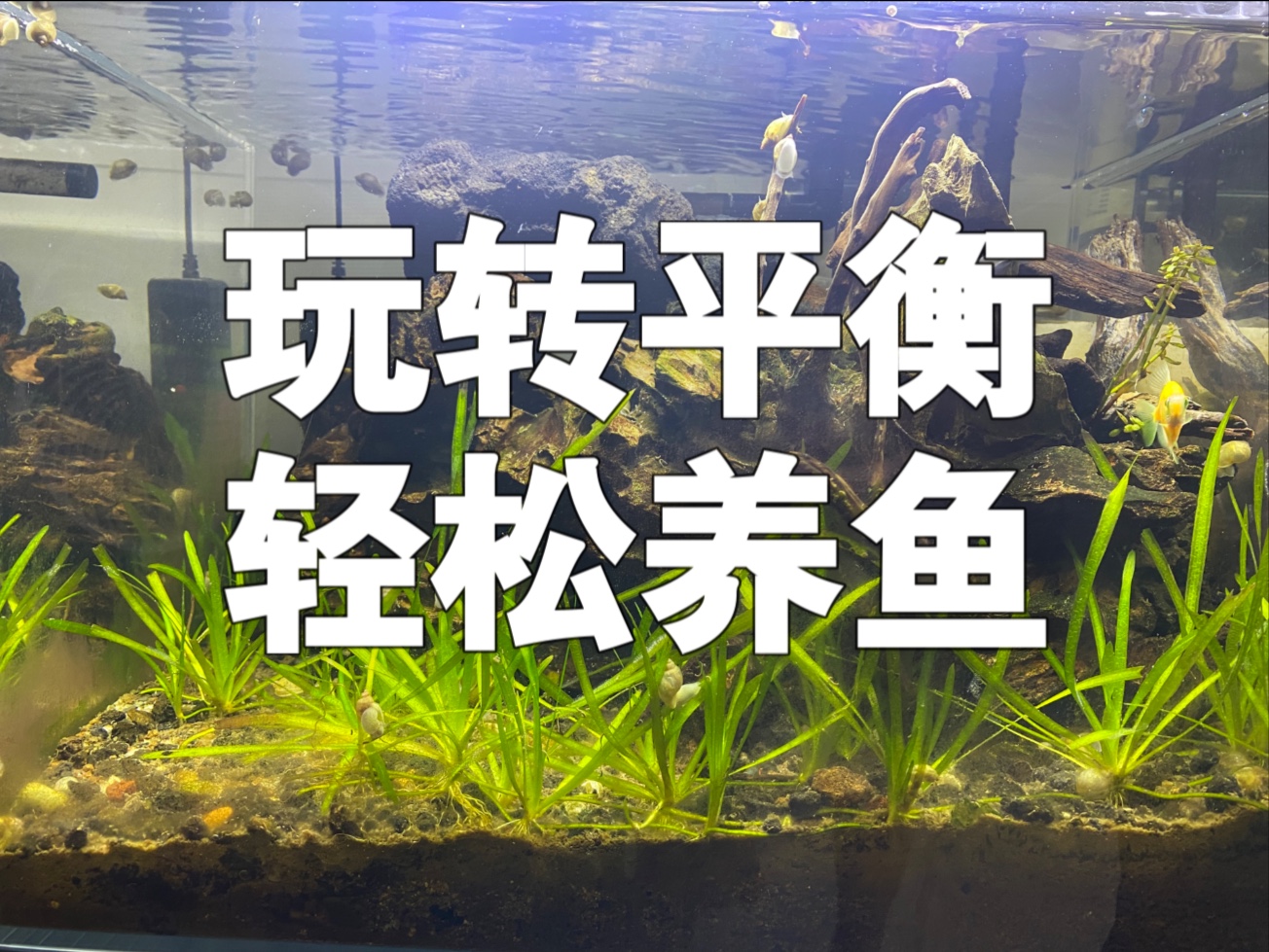把“平衡”玩转了，养观赏鱼没那么玄乎，养鱼的乐趣多着呢！