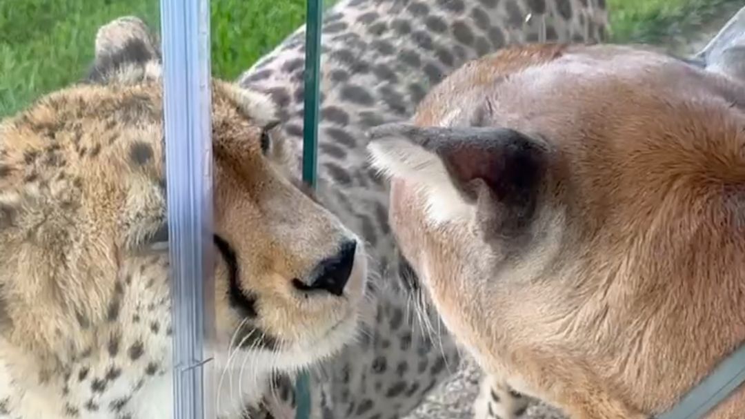 美洲狮梅西和猎豹的“甜蜜一刻”