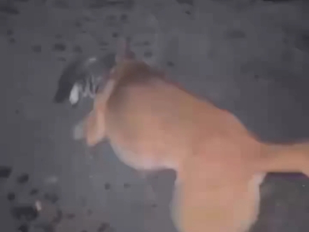 偶遇大狗嚼VS哈基米