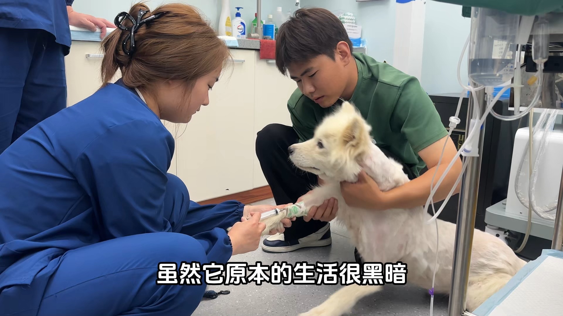 被丢弃暴雨中的肿瘤萨摩，手术后不停地向恩人撒娇，眼里充满感激