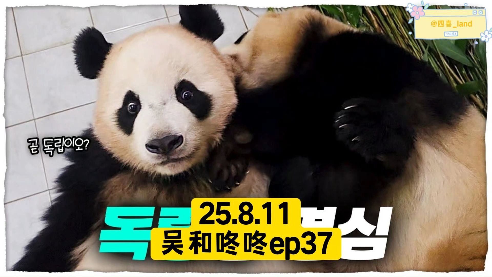 【中字】25.8.11吴和咚咚ep37丨睿宝辉宝独立训练的幕后视频！