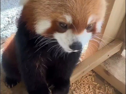 看看你们的小熊猫，真的很乖