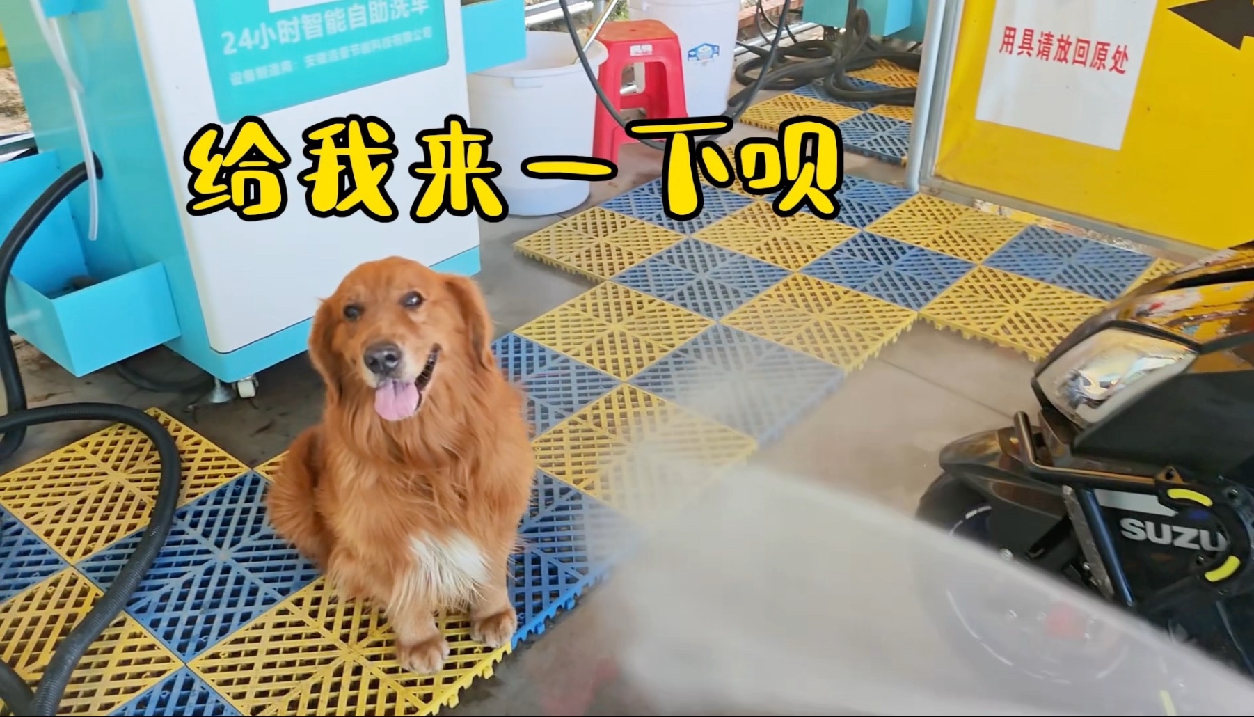 大金毛非要主人用洗车水枪给自己洗澡，这冲击力会不会太大了！