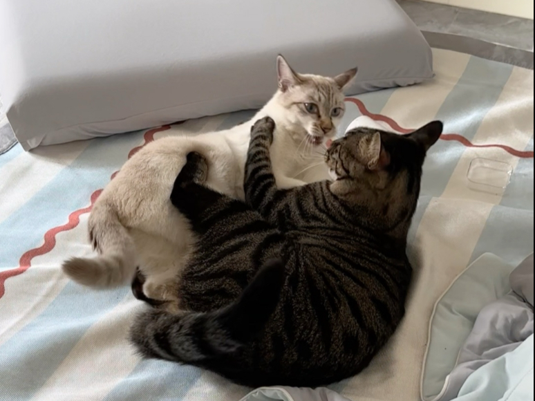 今天介绍我的家庭成员