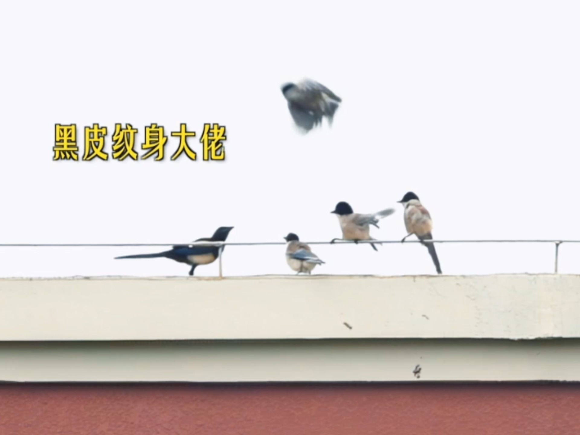喜鹊：本地帮会真是太有礼貌了