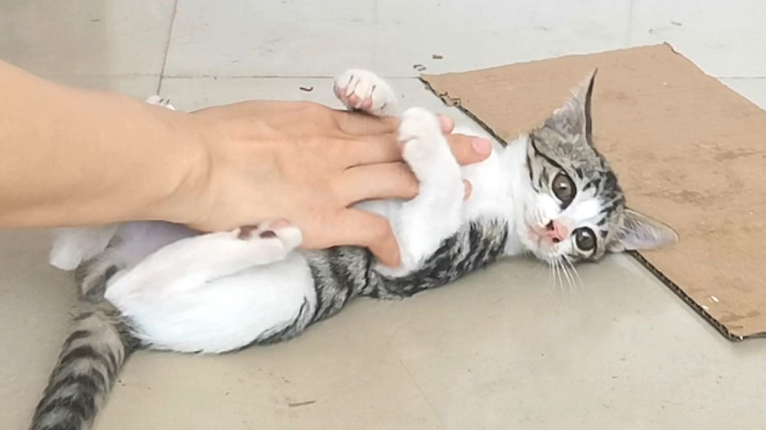 小鼻嘎长太快，用猪肝做猫饭补营养，吃很香还给撸肚子