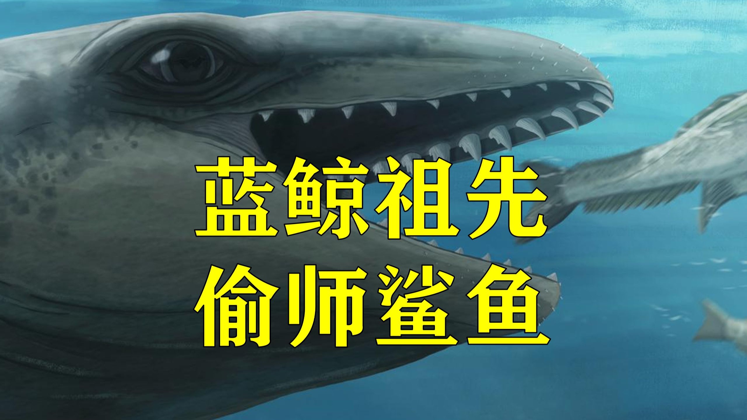 蓝鲸的祖先像鲨鱼一样捕猎：乳齿鲸科的新成员