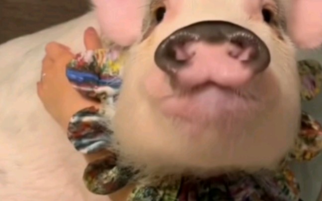 吃饱也要睡饱！才是好猪猪