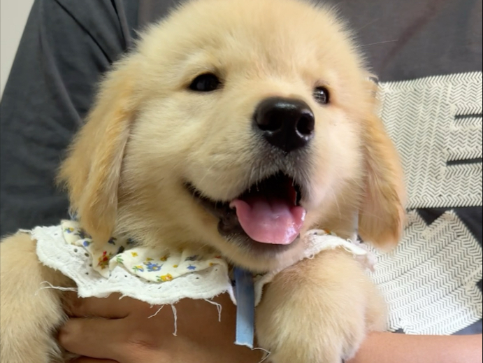 小斗圈圈已经收获了五千多薯薯ee的喜欢，圈圈加油，要做小斗明星