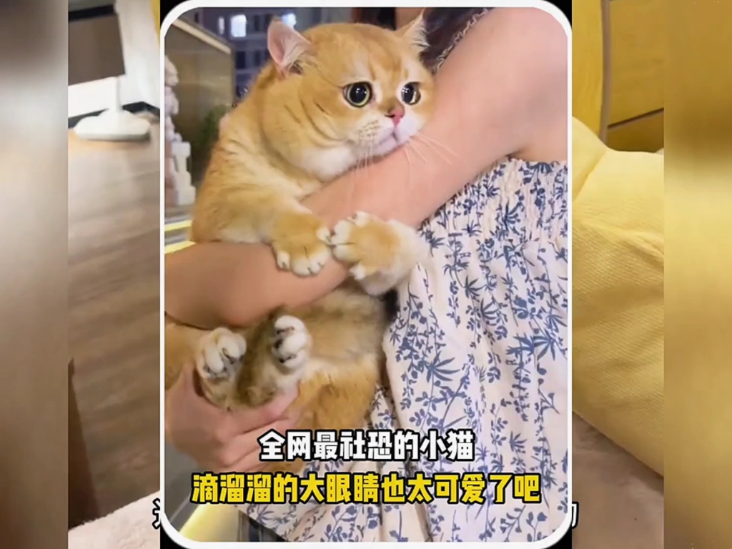 宠物解说"家有萌宠 "搞笑 "宠物成精啦