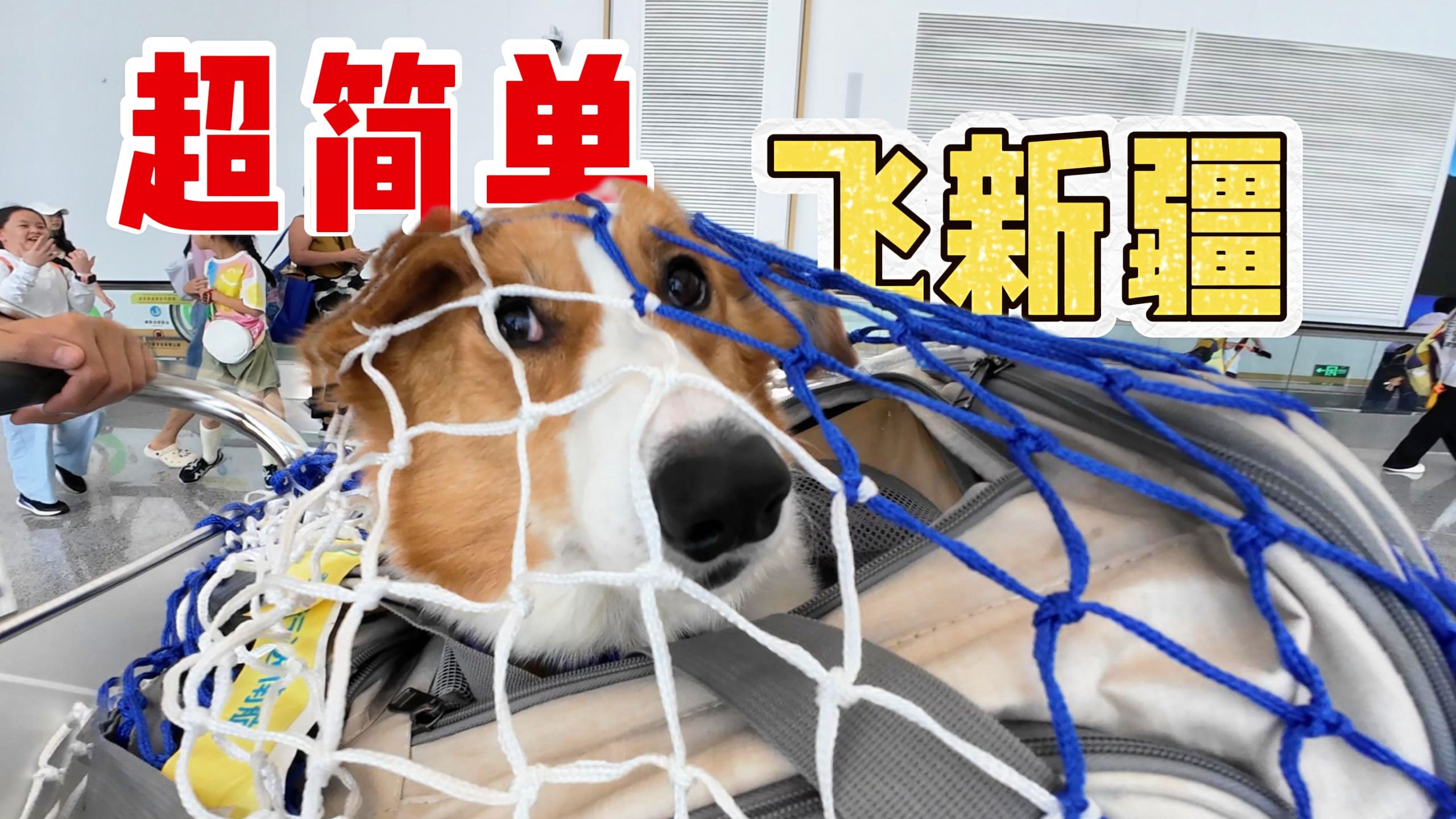1分钟教你怎么带小狗飞去新疆