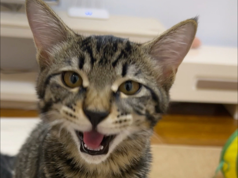 绷不住了，半夜暴哭！小猫急匆匆跑过来安慰我，猫是真的好！