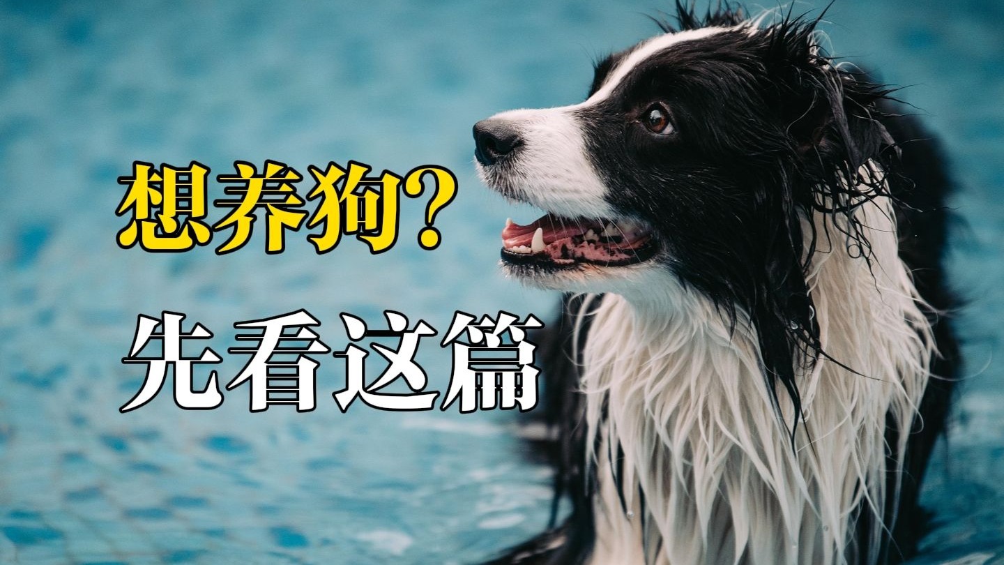 想养狗？先看这篇-这5点准备缺一不可