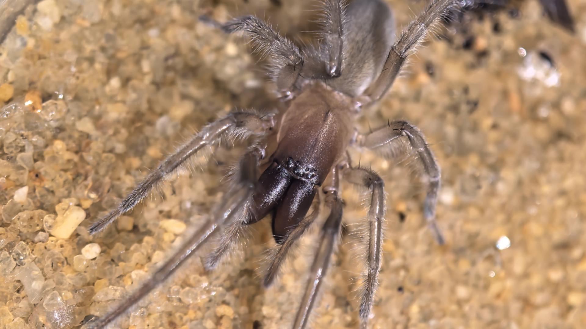 碳基生物捕食合集——65