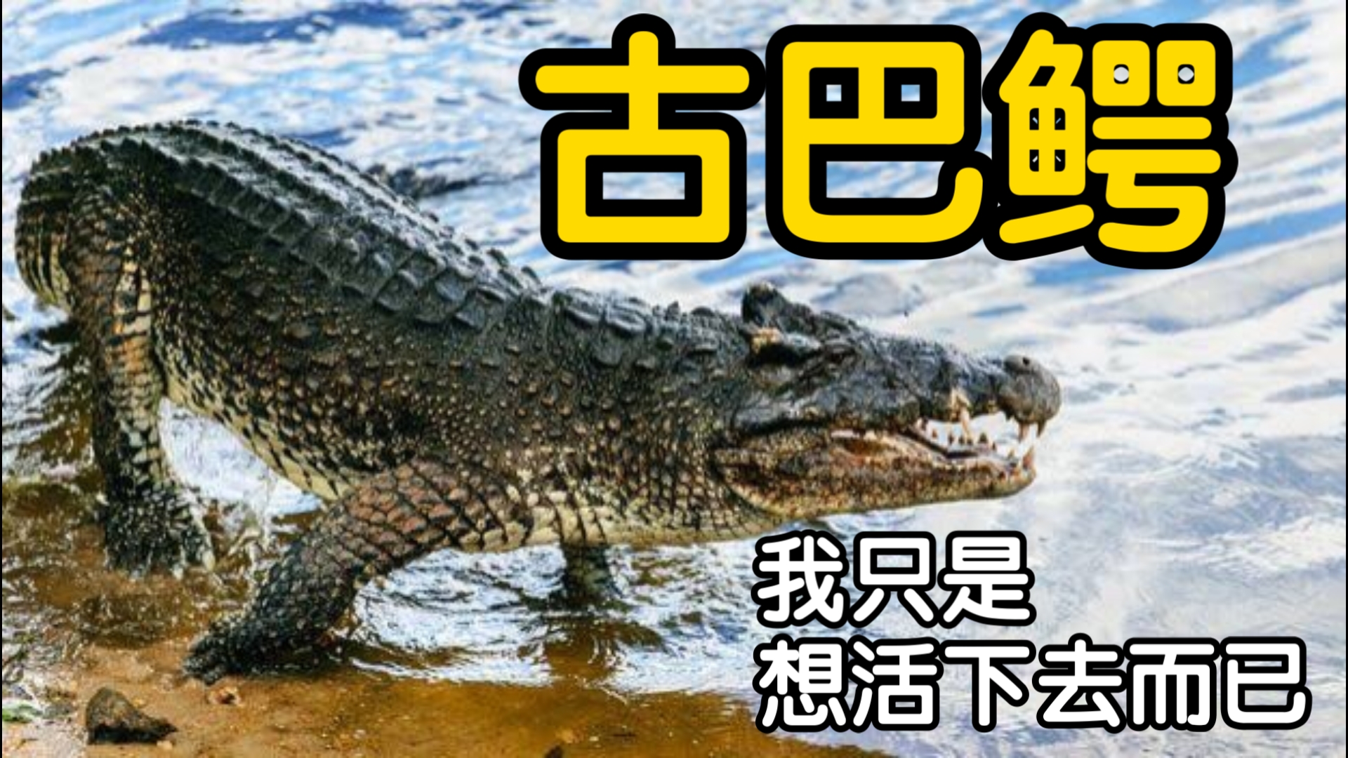【古巴鳄】我只是想活下去而已，运气不好还能是我的问题？