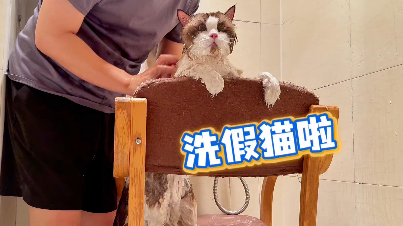 洗猫啦，翻新17斤的小猫咪！不叫不闹超乖的！