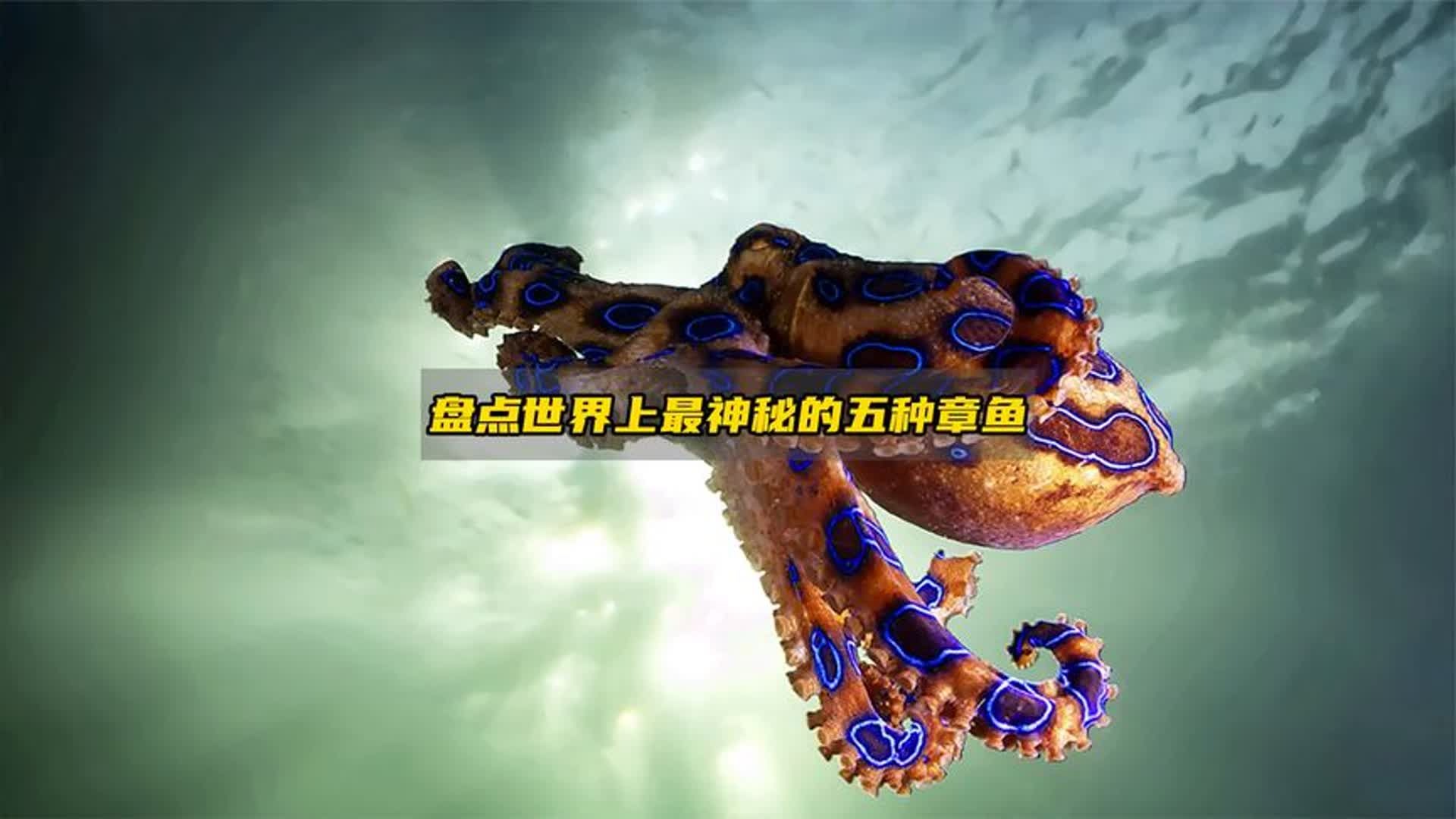 盘点世界上最神秘的五种章鱼，超出你的想象！