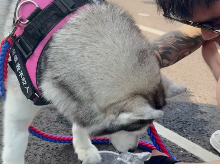 千里寻医的二哈，成功抵达北京。