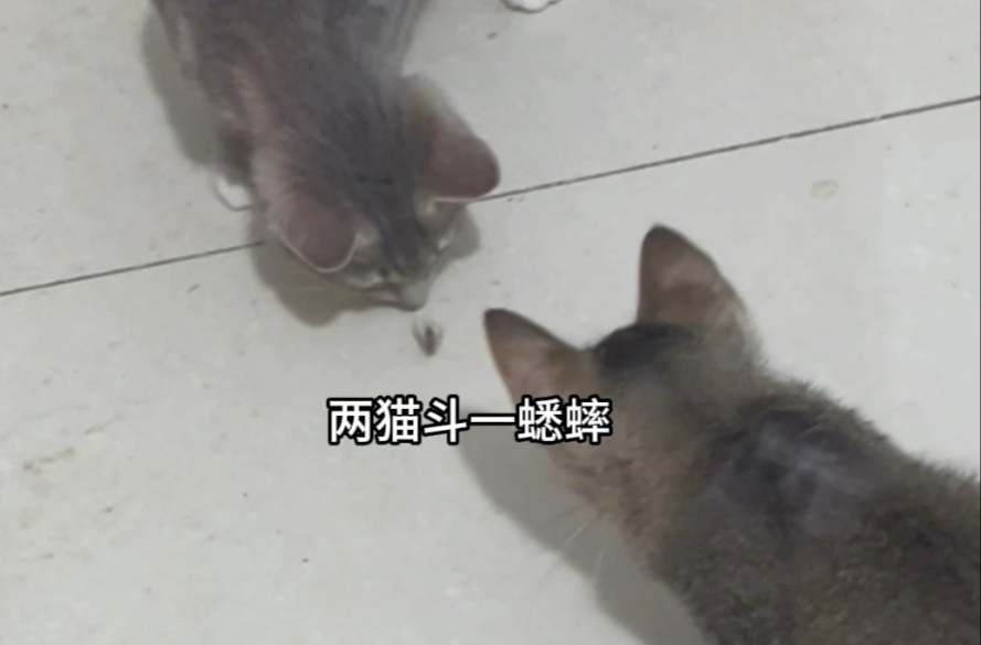 喂守宫时间到！新员工小猫考核极差