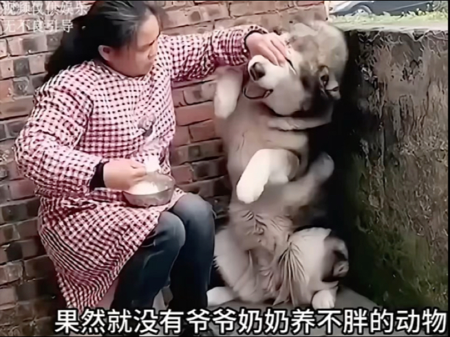 寄养在奶奶家一个月的哈士奇胖成了猪... #搞笑 #离谱 #奇葩