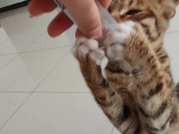 农村猫第一次吃到猫条