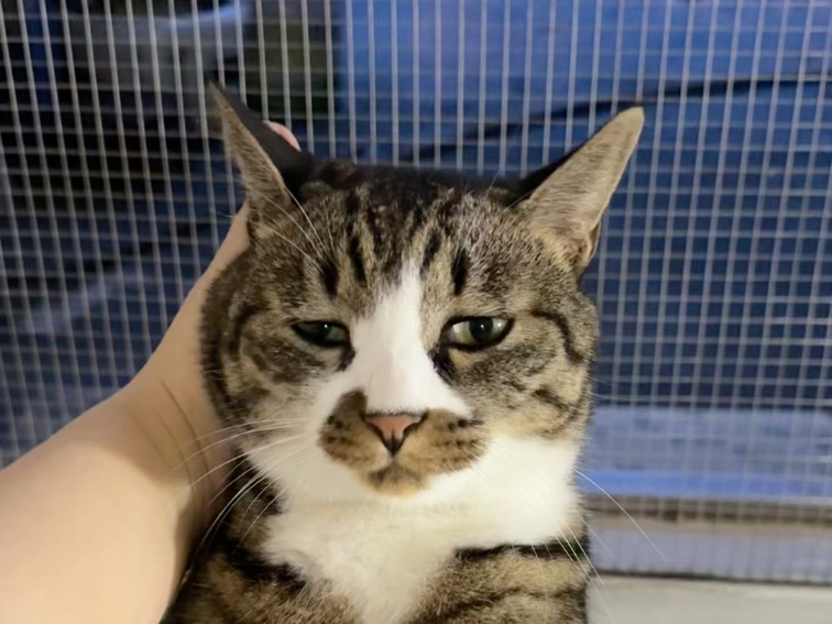 猫已沉醉在这美丽的夜色里