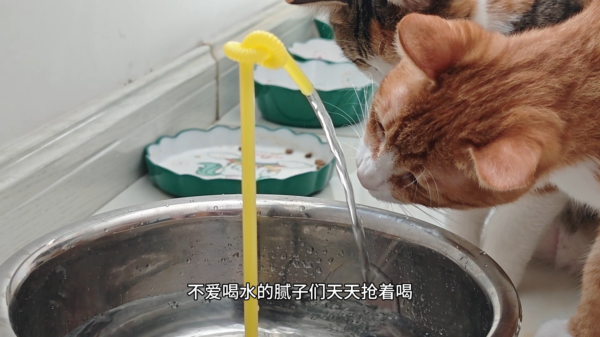 养猫邪修2.0，至少省80%