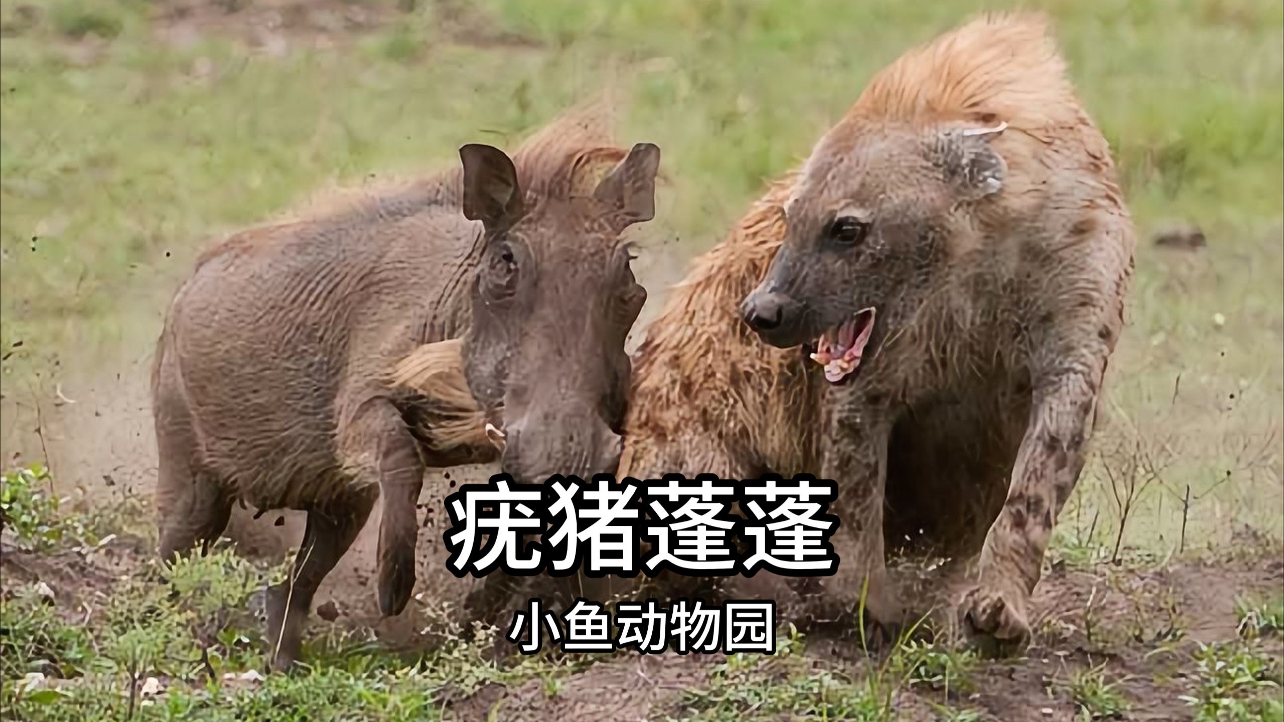 疣猪蓬蓬：今天怎么右眼皮一直跳呢