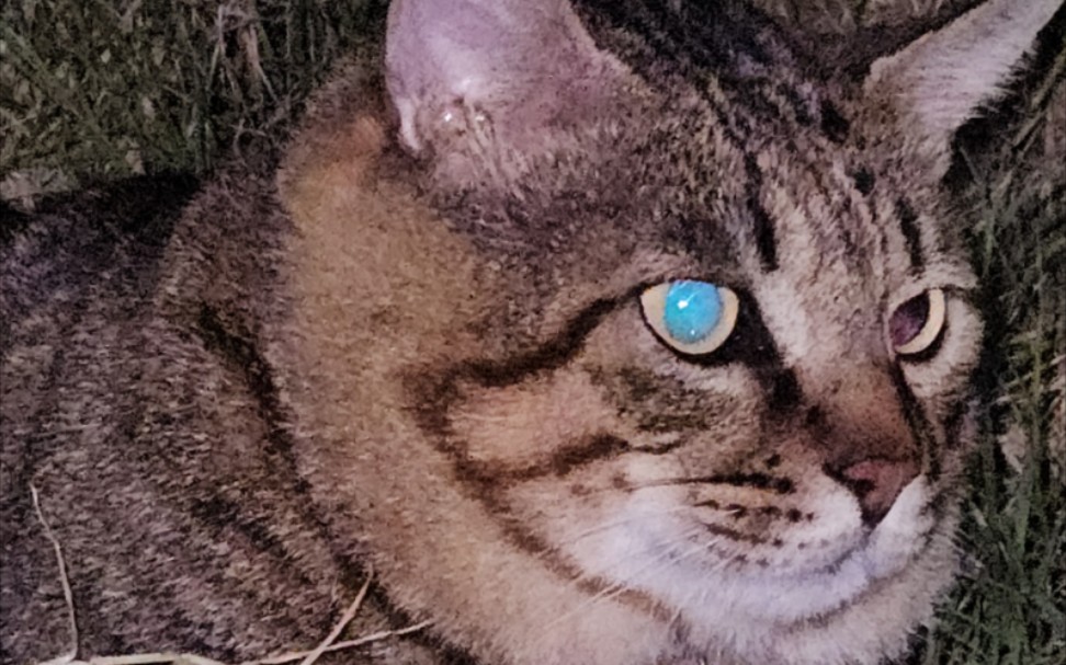 带着大狸鱼去钓大草鱼！一条爆护了！