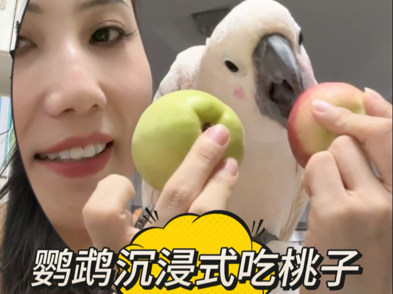 鹦鹉吃货在线沉浸式吃桃子！