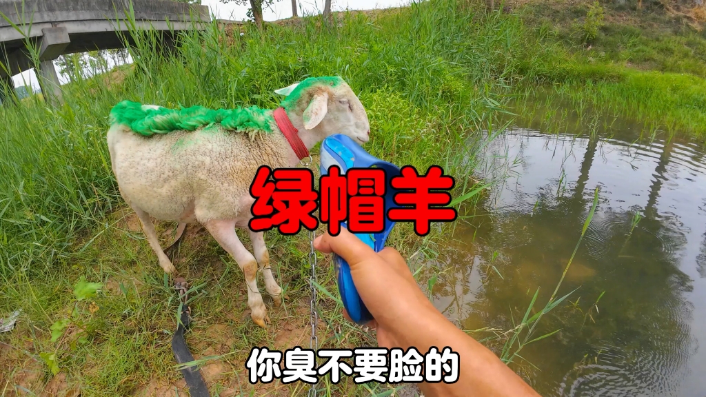 羊咩咩老婆跟别人跑了以后天天抑郁，我好心劝导它还撞我！那我就
