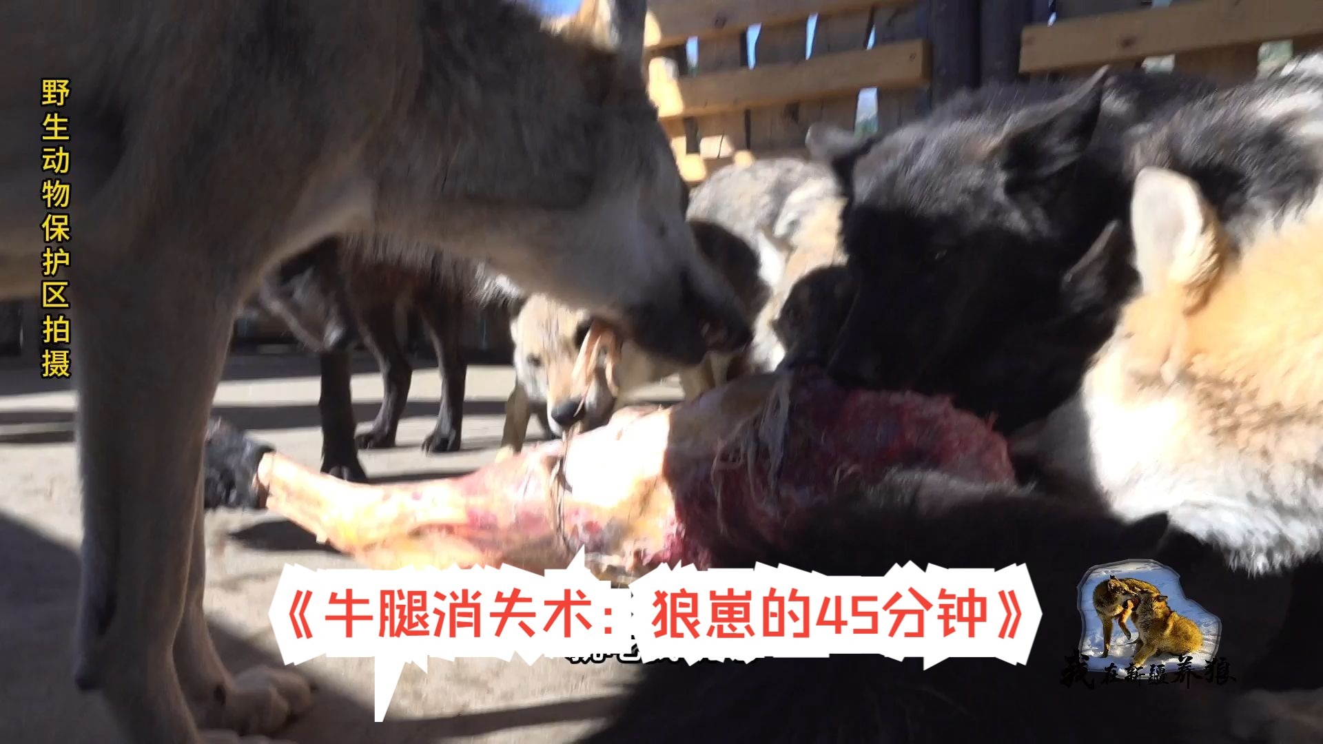 《牛腿消失术：狼崽的45分钟》