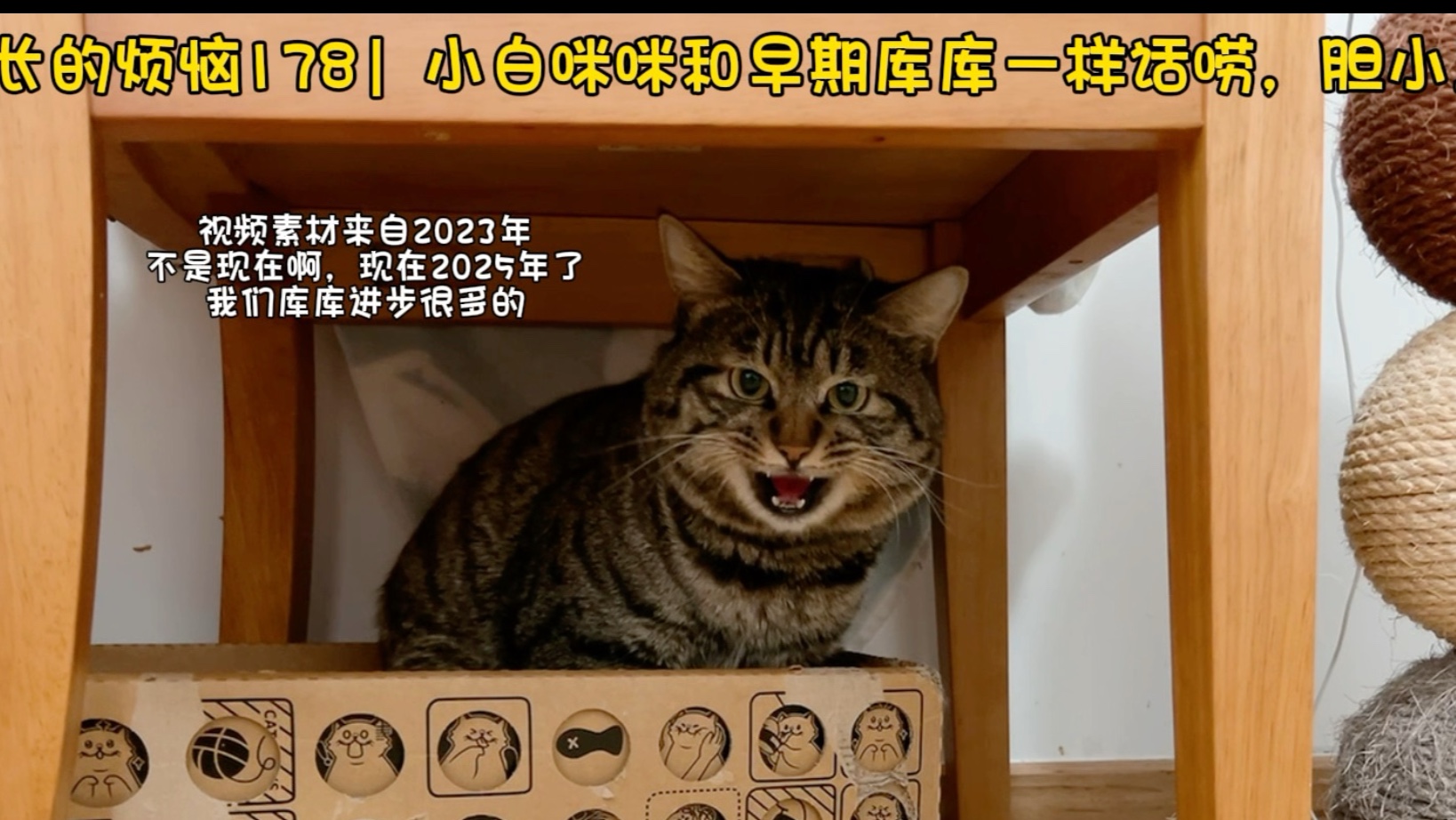 和库库一样大嗓门胆小且馋的小白咪咪｜成长的烦恼178