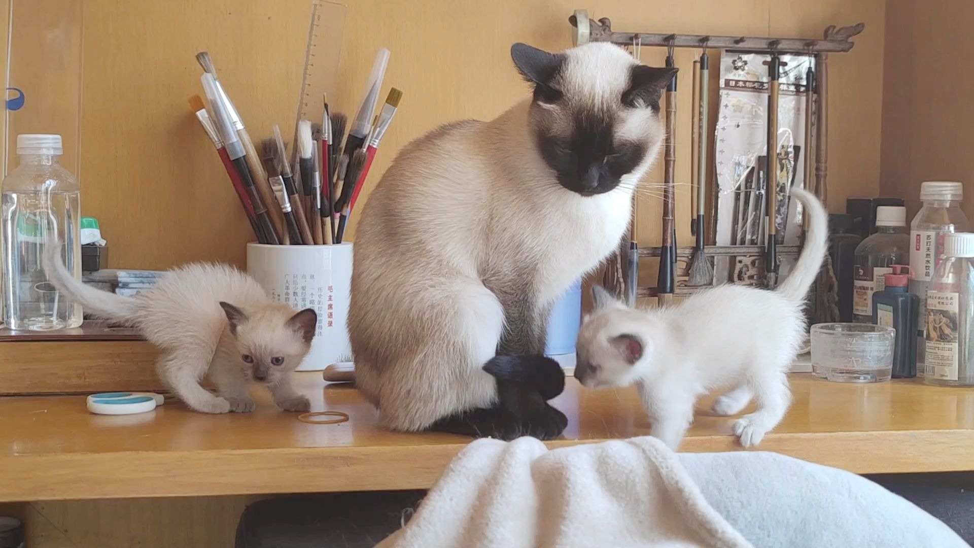 小猫淘气姐姐上去抱住就是一顿舔舔~