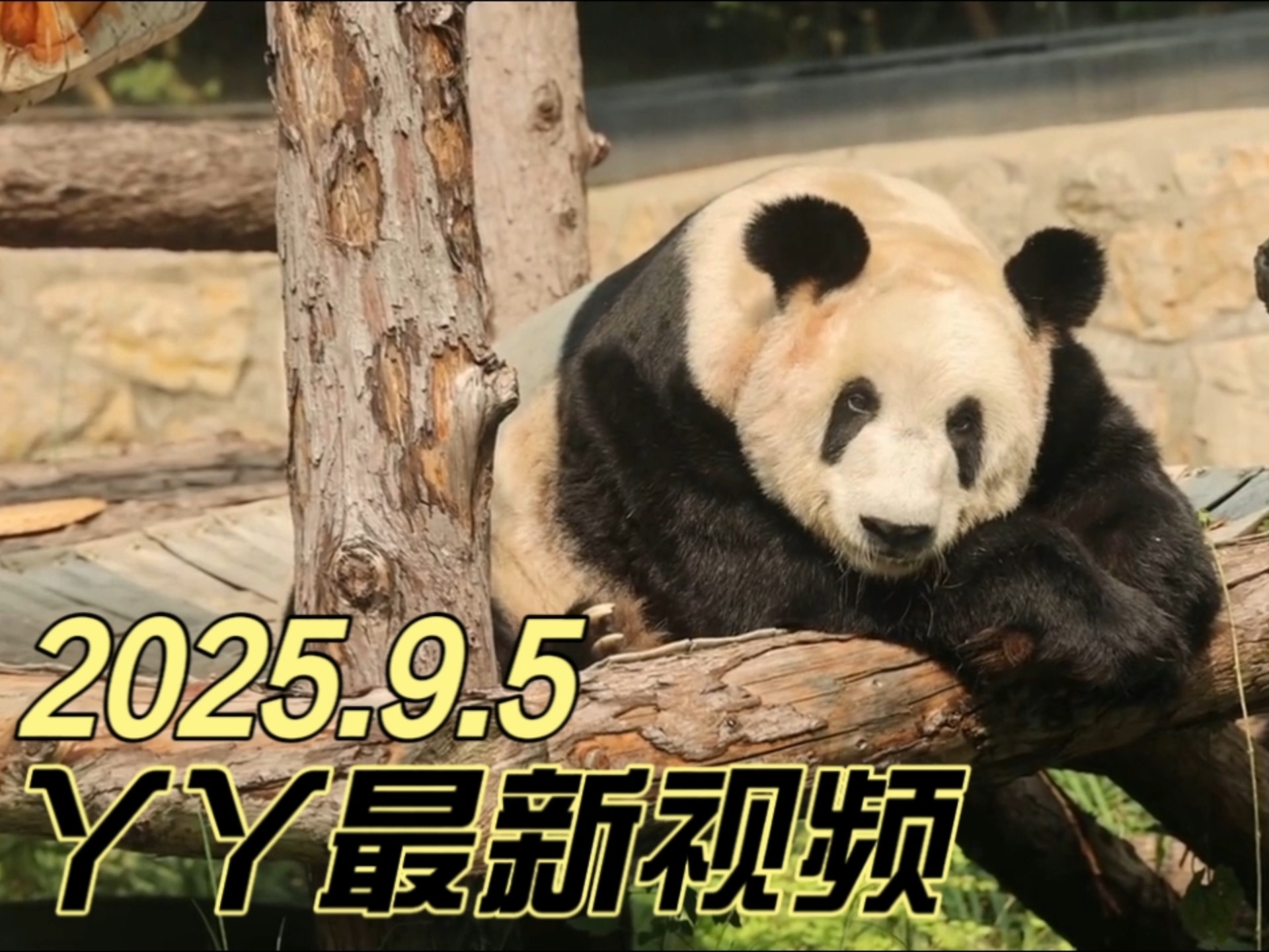 2025.9.5熊猫丫丫最新视频：吃饱喝足睡觉觉~