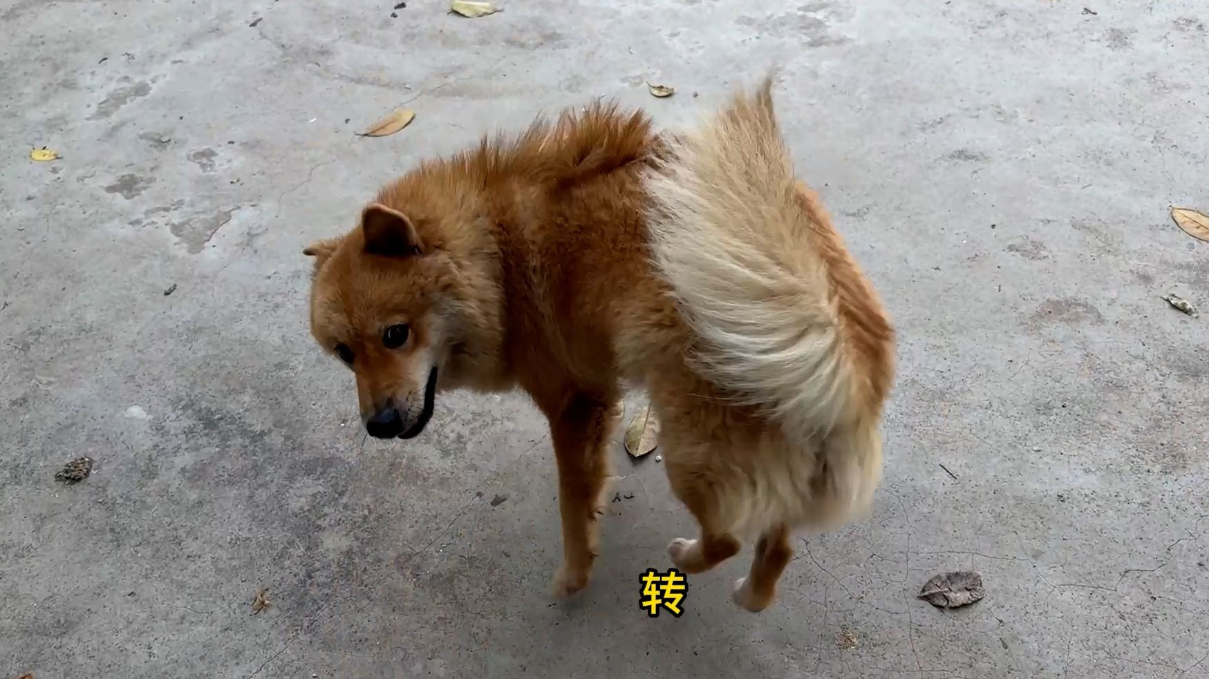 狗子：旋转跳跃 我不闭眼