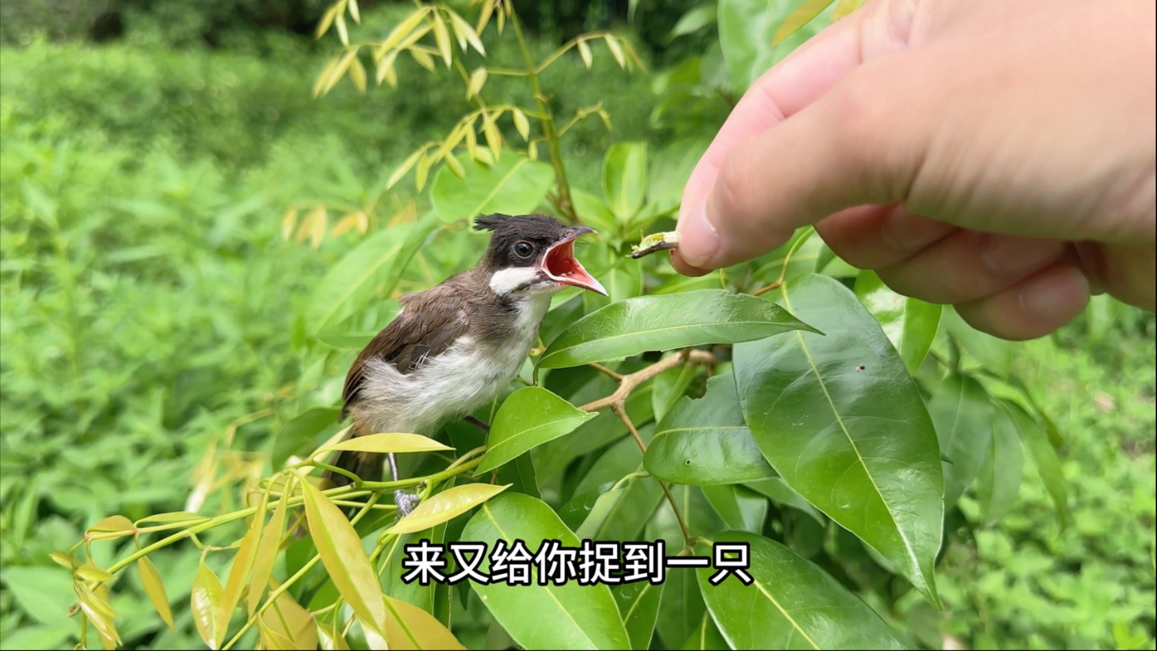 不知不觉救助14天了，又带小家伙出来捉蝗虫吃