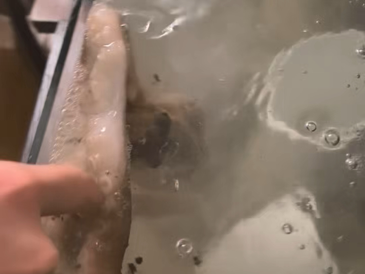 防逃网没到，章鱼逃跑了，但被我抓了回来